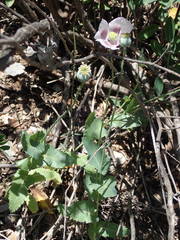 Papaver somniferum setigerum