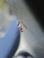 Pentacladus eucalypti