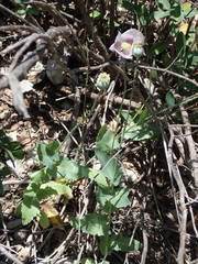 Papaver somniferum setigerum