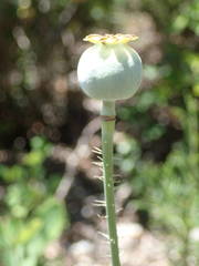 Papaver somniferum setigerum
