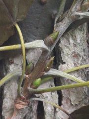Populus heterophylla