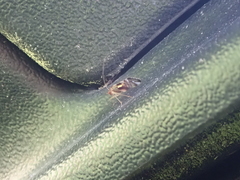 Pentacladus eucalypti