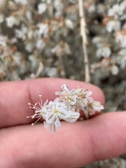 Eriogonum niveum