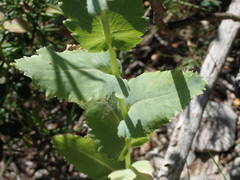 Papaver somniferum setigerum