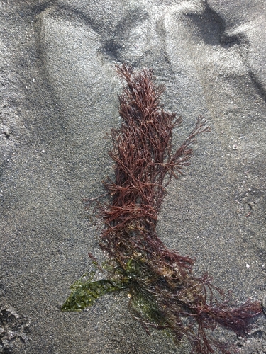 Image of Ceramium virgatum by (c) Pablo, some rights reserved (CC BY)