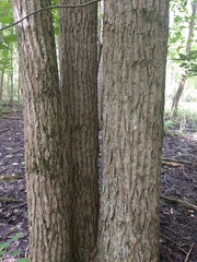 Populus heterophylla