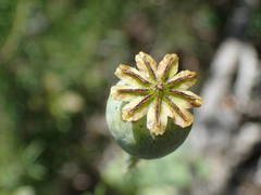 Papaver somniferum setigerum