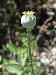 Papaver somniferum setigerum