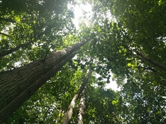 Populus heterophylla