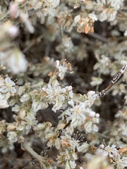 Eriogonum niveum