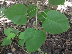 Populus heterophylla