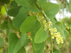 Smilax aristolochiifolia
