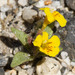 Foul Odor Monkeyflower - Photo (c) Donna Pomeroy, some rights reserved (CC BY-NC), uploaded by Donna Pomeroy