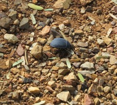 Eusattus reticulatus