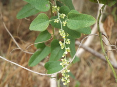 Smilax aristolochiifolia