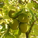 White Sapote - Photo (c) daniigp, some rights reserved (CC BY-NC), uploaded by daniigp