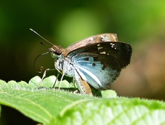 Quadrus u-lucida mimus