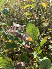 Sympetrum costiferum