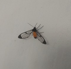 Cosmosoma stibosticta