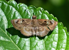 Quadrus u-lucida mimus