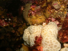 Aplidium peruvianum