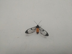 Cosmosoma stibosticta