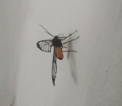 Cosmosoma stibosticta