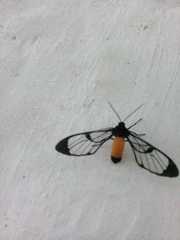 Cosmosoma stibosticta