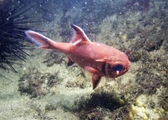 Trachichthys australis