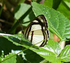 Dynamine athemon athemaena