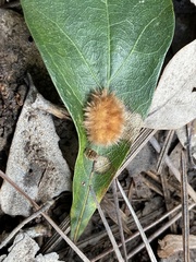 Druon quercuslanigerum