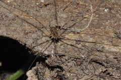 Amilenus aurantiacus