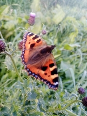 Aglais urticae