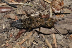 Ontholestes tessellatus