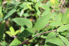 Desmodium jaliscanum
