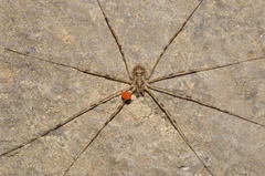 Amilenus aurantiacus
