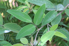 Desmodium jaliscanum