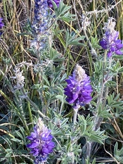 Lupinus lepidus confertus