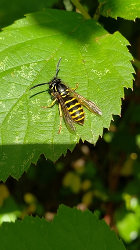 American Yellowjacket photo 6