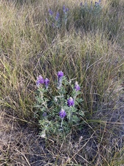Lupinus lepidus confertus