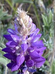 Lupinus lepidus confertus