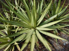 Agave angustiarum