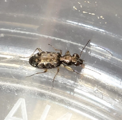 Asaphidion