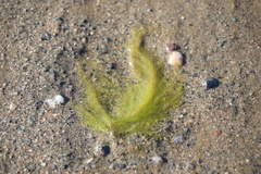 Cladophora rupestris