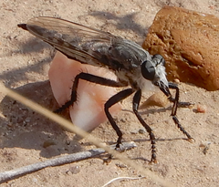 Promachus nigrialbus