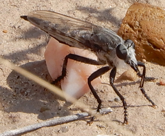 Promachus nigrialbus