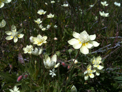 Platystemon californicus