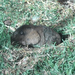 Cratogeomys merriami