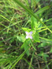 Epilobium glandulosum