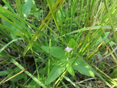 Epilobium glandulosum